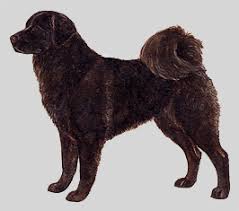 犬を家族に迎える前に